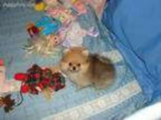 Pomeranian Puppy for sale in Gainesville, TX, USA