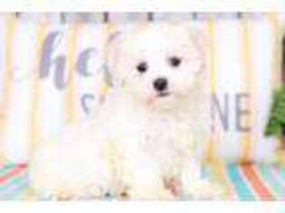 Maltese Puppy for sale in Butler, OH, USA