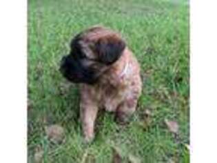Soft Coated Wheaten Terrier Puppy for sale in Greenville, SC, USA