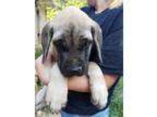Mastiff Puppy for sale in Dittmer, MO, USA