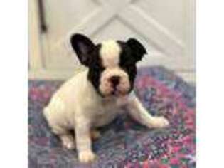 French Bulldog Puppy for sale in Tea, SD, USA