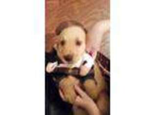 Golden Retriever Puppy for sale in Jesup, GA, USA