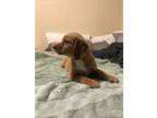 Golden Retriever Puppy for sale in Jacksonville, AL, USA