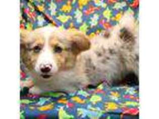Pembroke Welsh Corgi Puppy for sale in Coalgate, OK, USA