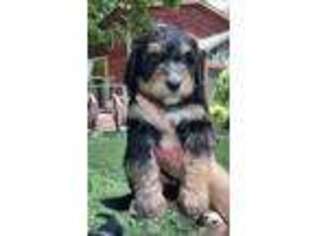 Bernese Mountain Dog Puppy for sale in Campbellsville, KY, USA