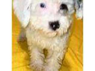 Schnoodle (Standard) Puppy for sale in Macon, GA, USA