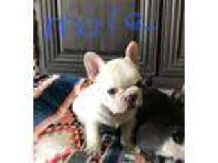 French Bulldog Puppy for sale in Elk City, OK, USA