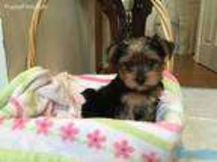 Yorkshire Terrier Puppy for sale in Burke, VA, USA