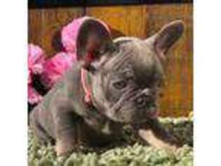 French Bulldog Puppy for sale in Wildomar, CA, USA