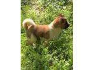 Akita Puppy for sale in Shelby, NC, USA