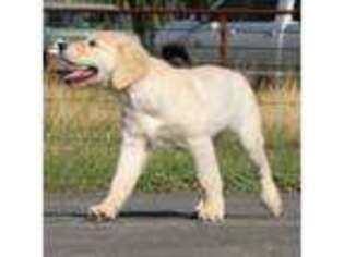 Golden Retriever Puppy for sale in Powell Butte, OR, USA