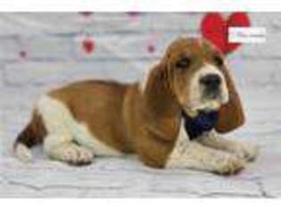 Basset Hound Puppy for sale in Tulsa, OK, USA