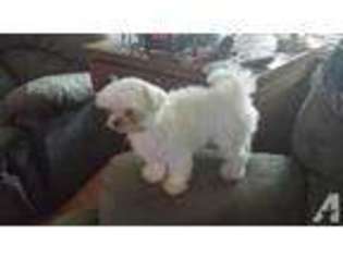 Maltese Puppy for sale in HOLT, FL, USA