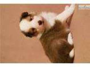 Shetland Sheepdog Puppy for sale in Chattanooga, TN, USA