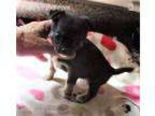 Chihuahua Puppy for sale in Gilbert, SC, USA