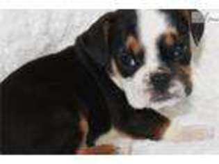Beabull Puppy for sale in Jonesboro, AR, USA