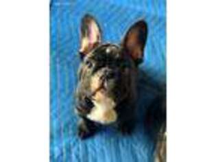 French Bulldog Puppy for sale in Richmond, MI, USA