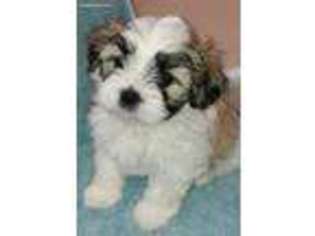 Mal-Shi Puppy for sale in Windermere, FL, USA