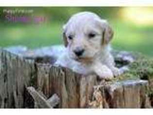Goldendoodle Puppy for sale in East Bend, NC, USA