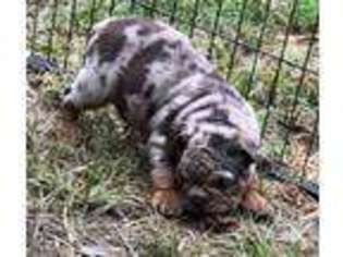 Bulldog Puppy for sale in Gardners, PA, USA