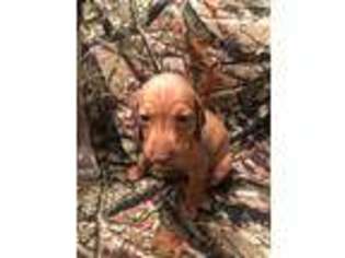 Vizsla Puppy for sale in Grants Pass, OR, USA
