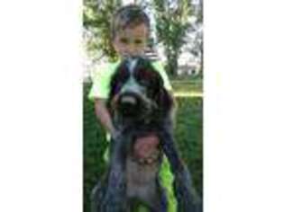 Wirehaired Pointing Griffon Puppy for sale in Oakley, ID, USA