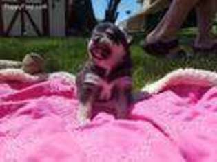 Alaskan Klee Kai Puppy for sale in Fountain, CO, USA