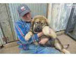 Tibetan Mastiff Puppy for sale in Des Moines, IA, USA