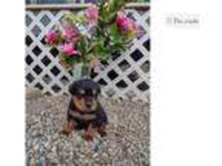 Rottweiler Puppy for sale in Fort Wayne, IN, USA