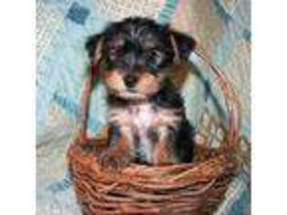 Yorkshire Terrier Puppy for sale in Cedar Park, TX, USA