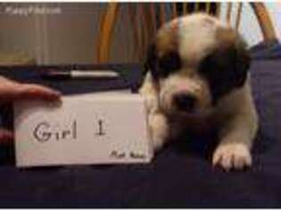 Saint Bernard Puppy for sale in Wichita, KS, USA
