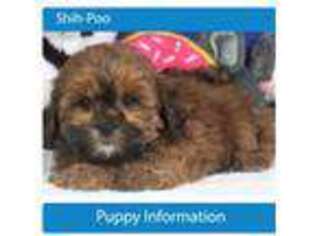 Shih-Poo Puppy for sale in Queens, NY, USA