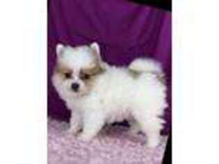 Pomeranian Puppy for sale in Hughesville, MO, USA