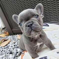 French Bulldog Puppy for sale in Sloan, NV, USA