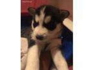 Siberian Husky Puppy for sale in Akron, OH, USA