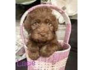 Labradoodle Puppy for sale in Cypress, TX, USA