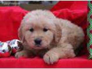 Golden Retriever Puppy for sale in Fresno, OH, USA