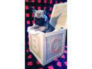 French Bulldog Puppy for sale in Brenham, TX, USA