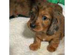 Dachshund Puppy for sale in Apple Valley, CA, USA
