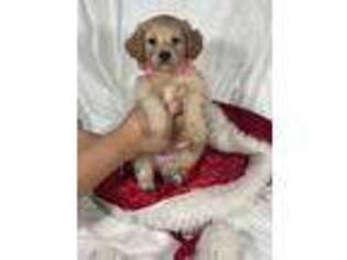 Cavapoo Puppy for sale in La Verne, CA, USA