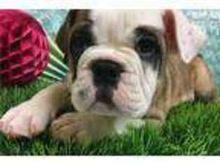 Bulldog Puppy for sale in Hattiesburg, MS, USA