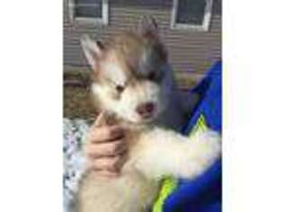 Siberian Husky Puppy for sale in Verona, NY, USA