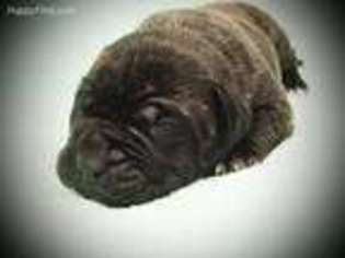 Mastiff Puppy for sale in Joplin, MO, USA