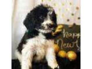 Saint Berdoodle Puppy for sale in Norman, OK, USA