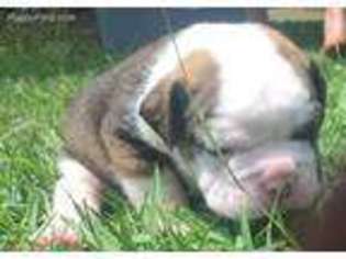 Olde English Bulldogge Puppy for sale in Wilmington, NC, USA