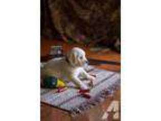 Labrador Retriever Puppy for sale in CHUCKEY, TN, USA