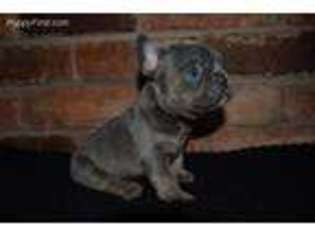 French Bulldog Puppy for sale in Erie, PA, USA