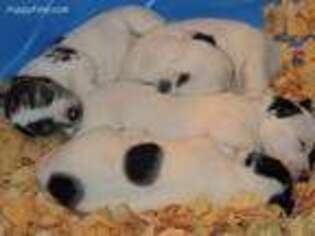 Jack Russell Terrier Puppy for sale in Glenpool, OK, USA