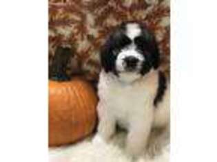 Saint Berdoodle Puppy for sale in Lake Alfred, FL, USA