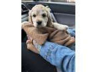 Goldendoodle Puppy for sale in Watkinsville, GA, USA